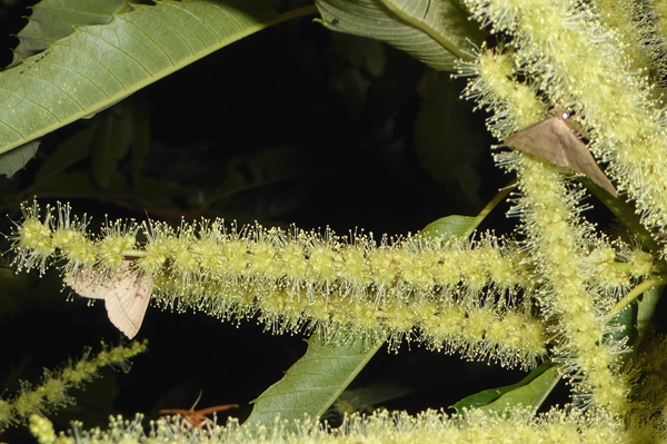 Herminia flavicrinalis, Erebidae